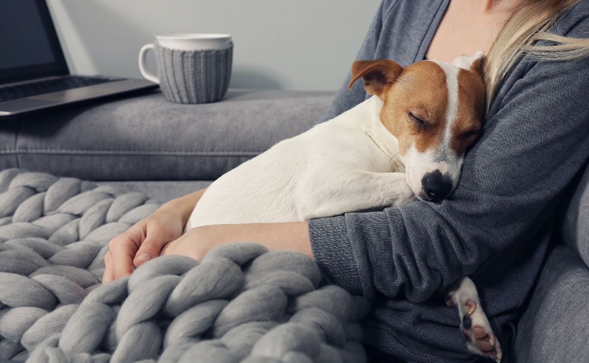 Individual holding sleeping dog.